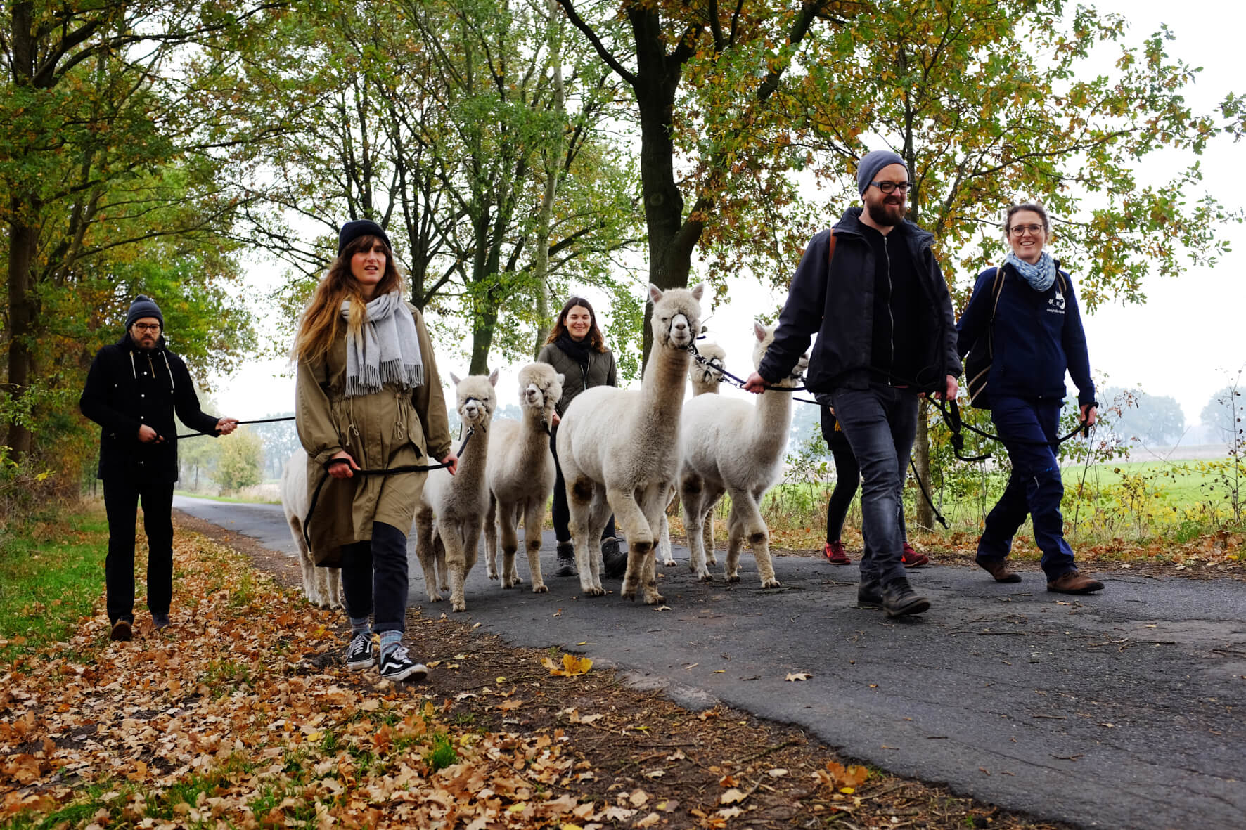 Eine Gruppe von Menschen geht mit Alpakas wandern