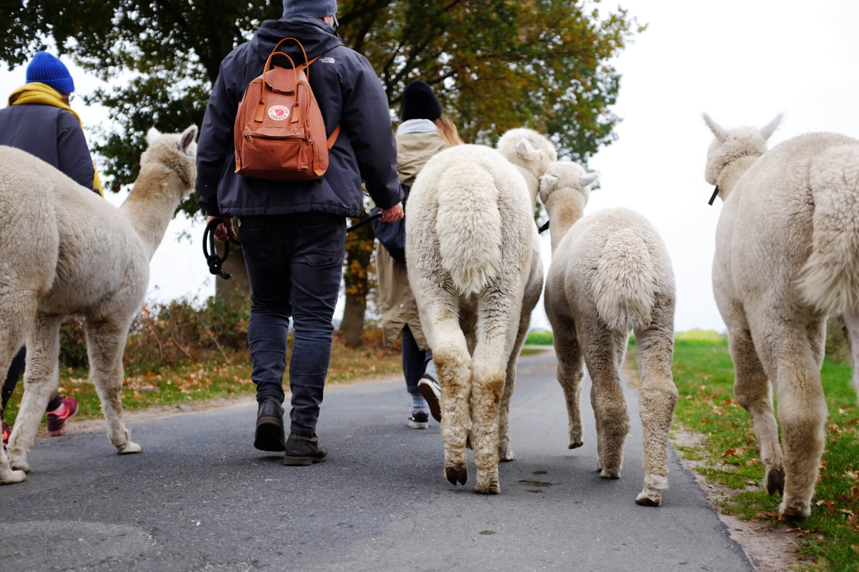 zwei weiße Alpakas von hinten fotografiert auf einem Spaziergang