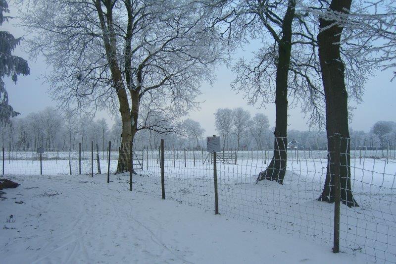 Alpakawiese im Winter mit verschneiten Bäumen
