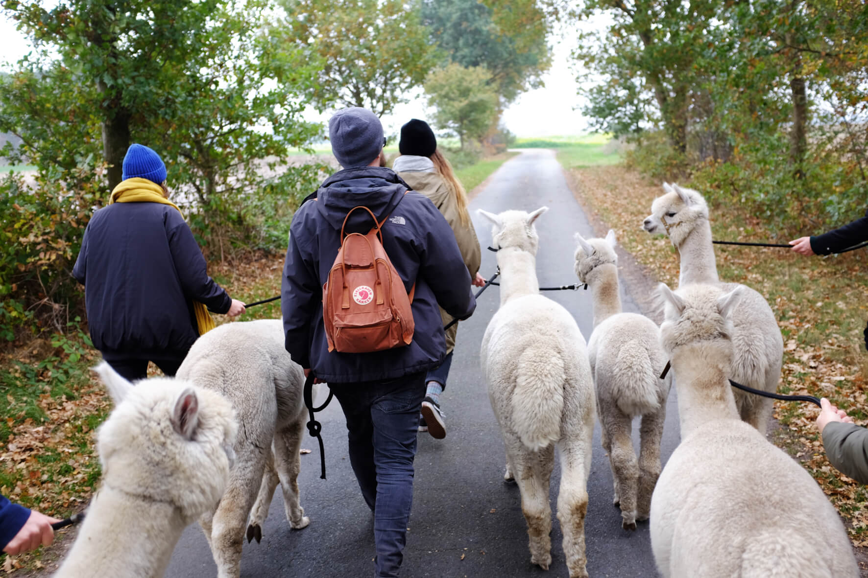 Wandergruppe mit Alpakas von hinten fotografiert