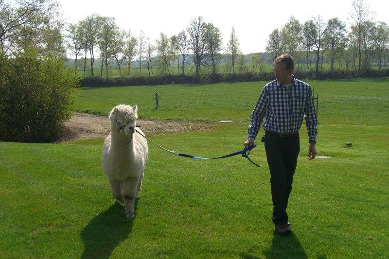 Person führt Alpaka auf einer grünen Wiese spazieren