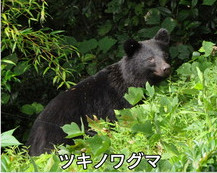 祖母山には ツキノワグマどころか 一角獣も生息していた ウガヤフキアエズ王朝実在論