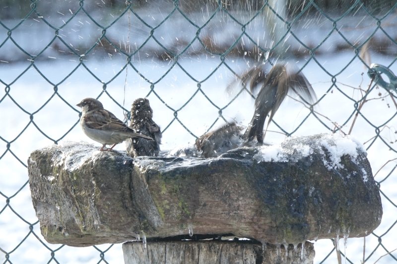Januar: Kaum ist das Wasser im Vogelbad aufgetaut, herrscht wieder reges Treiben. Die Spatzen natürlich wieder ganz vorne. Foto: Otto Ettenhuber