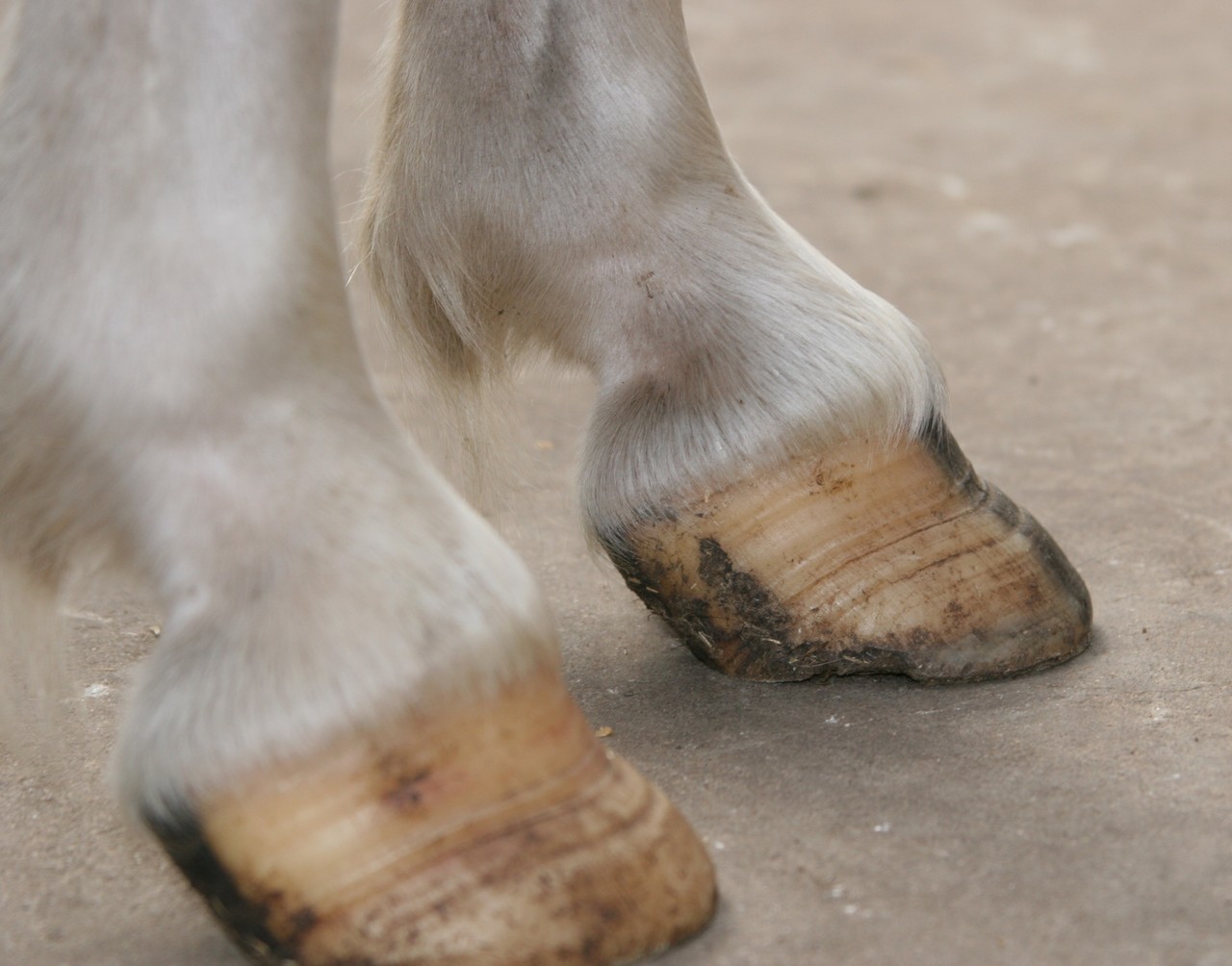 Hufrehe - Pferdepraxis S. Dinklages Webseite!