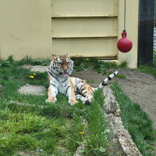 15歳を迎えた釧路市動物園のココアに会いに行きました！