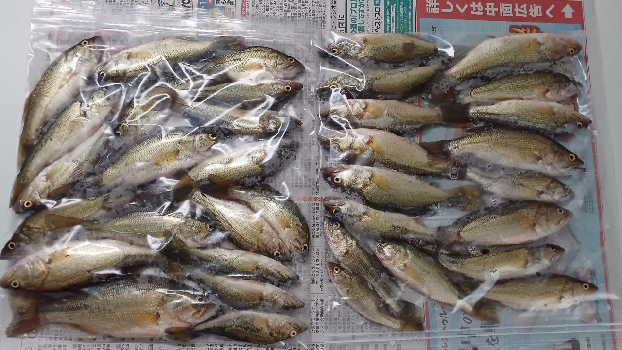 バスロングラン続報②