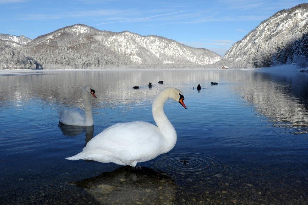 Papierb.A-Kl. - Franz Braunsberger "Schwan Almsee" 1.EW.