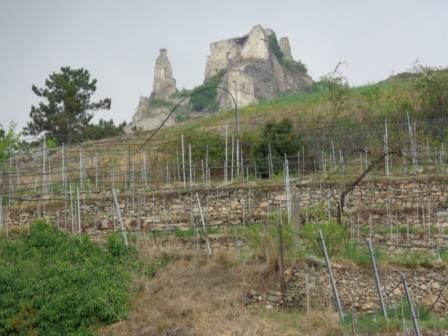 Blick zur Ruine Dürnstein