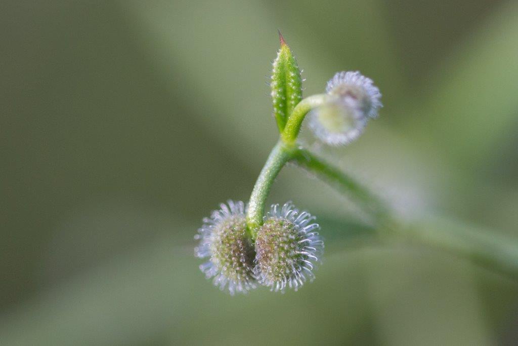 "Klettenfrucht" von Eva Maria Ginal