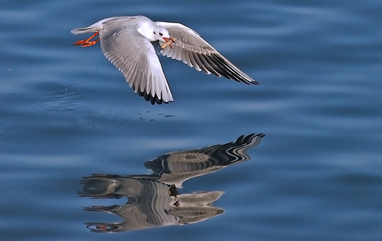 "Möwe mit Beute" von Josef Haderer