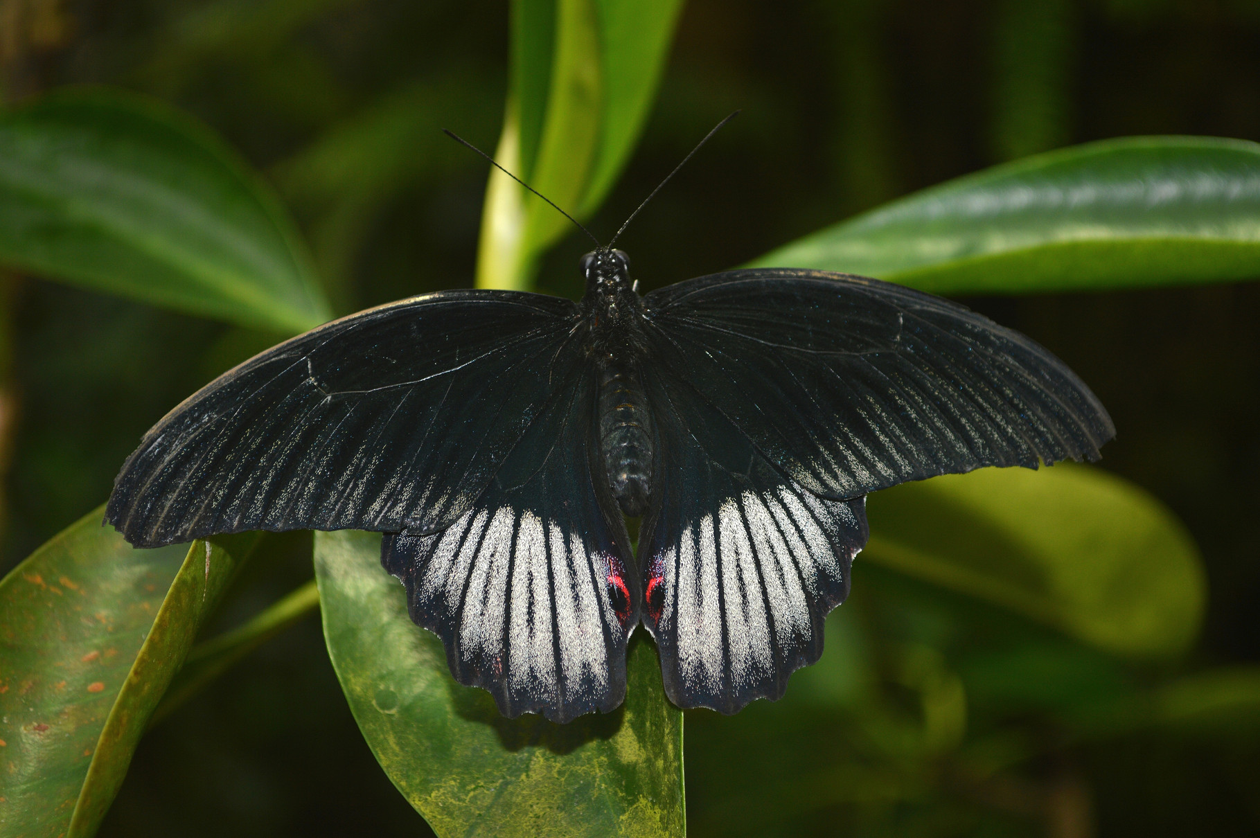 "Dunkler Schmetterling" v. Tim Bohaumilitzky  2.)EW., 21 Pkt. 