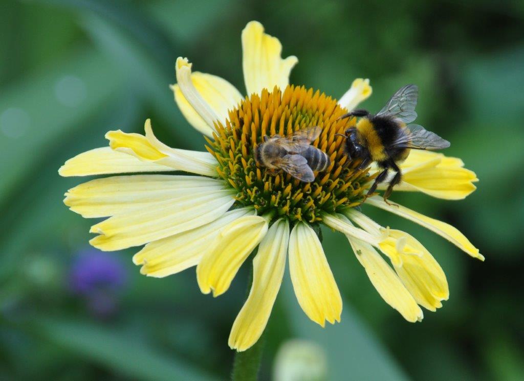 "Biene und Hummel" von Franz Fuchs 