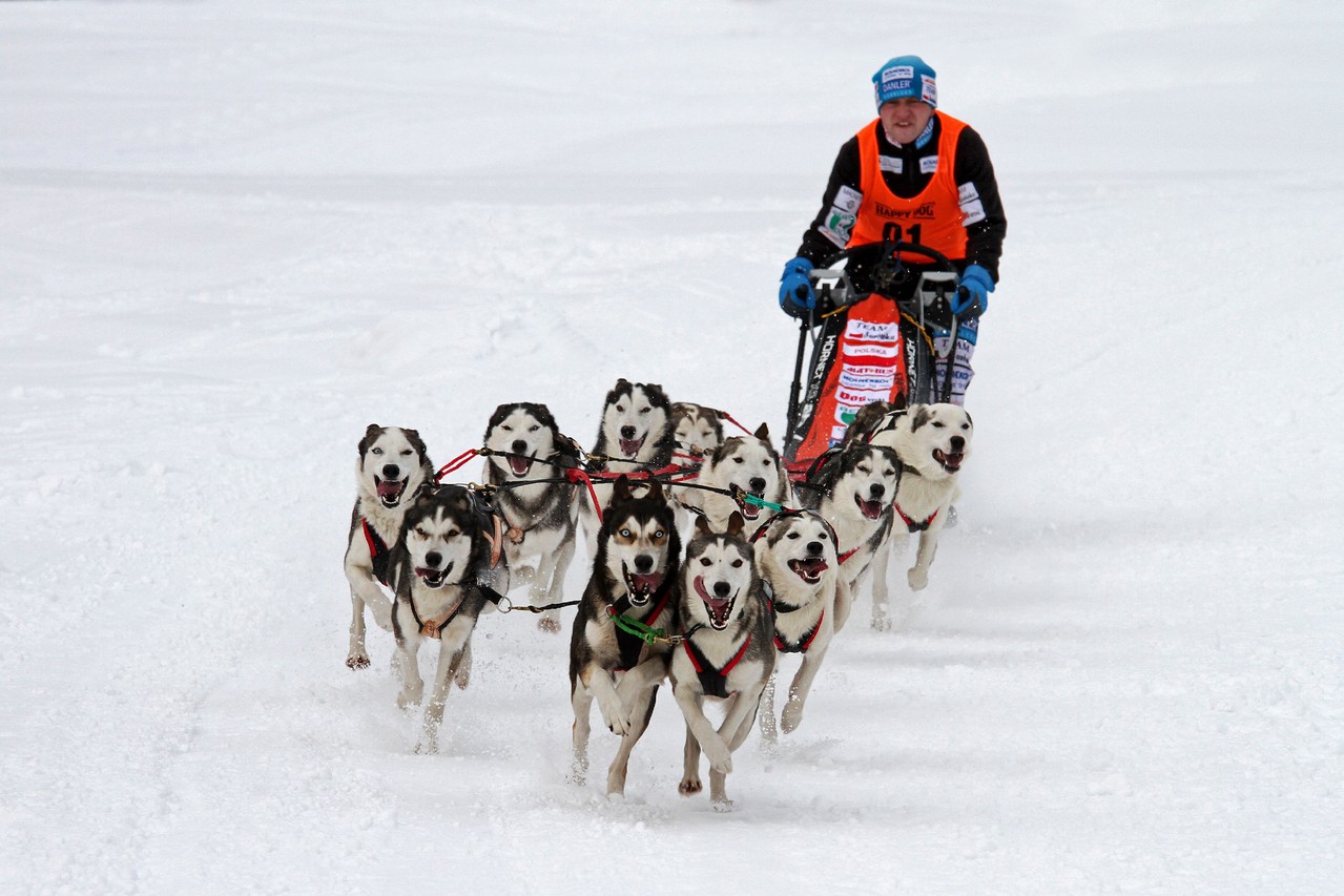 "Schlittenhunde" von Josef Rath 