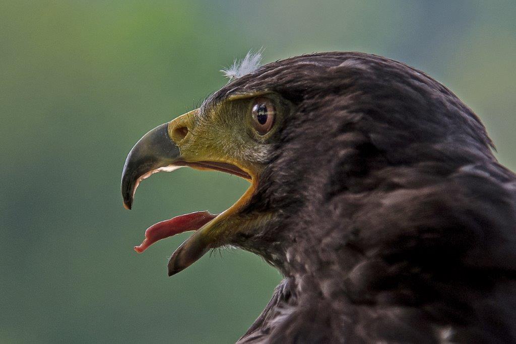 "Adler" von Elfriede Nusko 