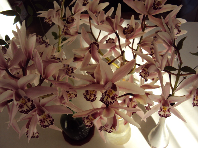 シンビジュームの切り花 彩茶話ねっと シンビジュームの切り花 彩茶話ねっと