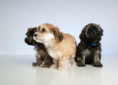 Baccardi,Beau und Barney im Atelier Meinschäfer