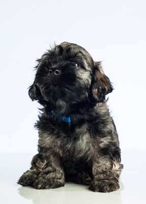 Barney beim Werbefotoshooting im Atelier Meinschäfer