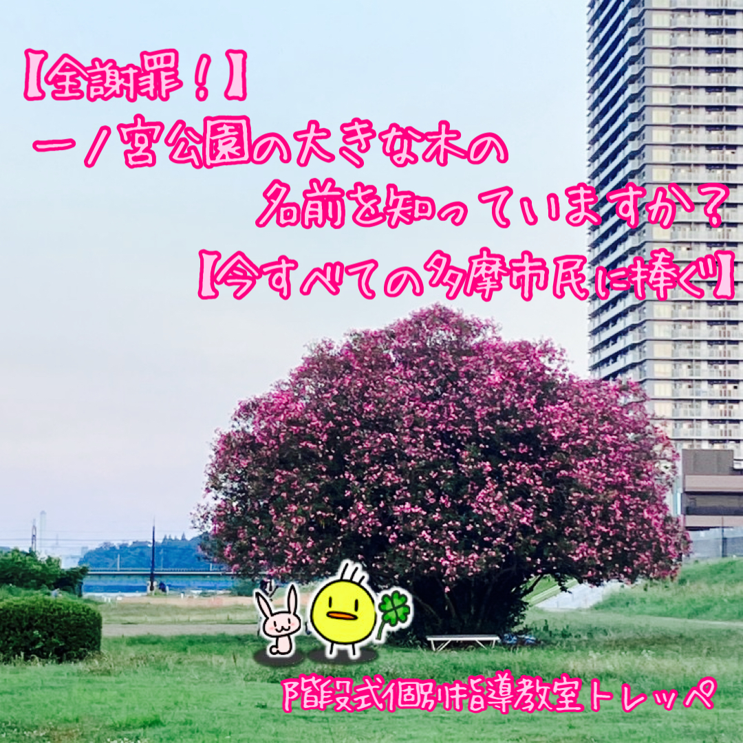 【全謝罪！】一ノ宮公園の大きな木の名前を知っていますか？【今すべての多摩市民に捧ぐ】