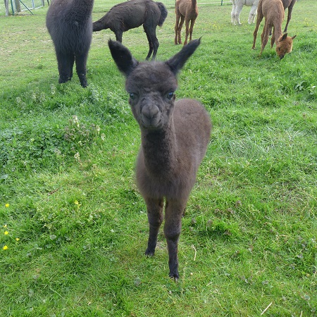 Benita, geboren am 11. Mai 2016