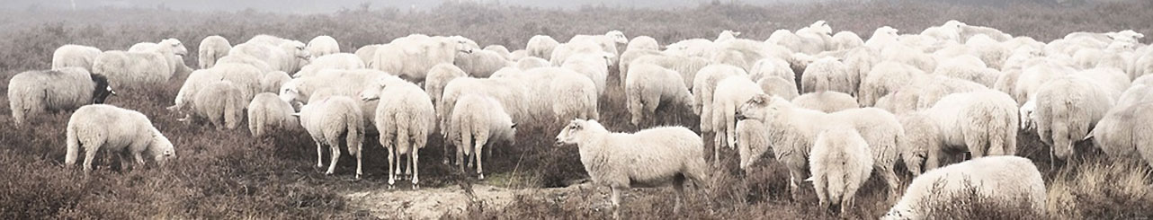 Wolle von Englischen Schafen in Matratzen verarbeitet.