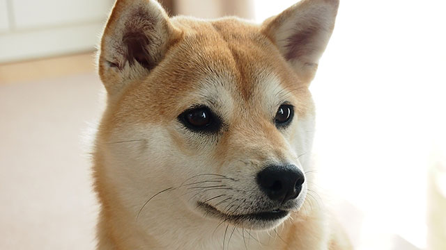 ペットセレモニー伊豆高原虹の丘