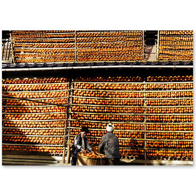 1976（昭和51）年11月、石川県志賀町下甘田加茂地区