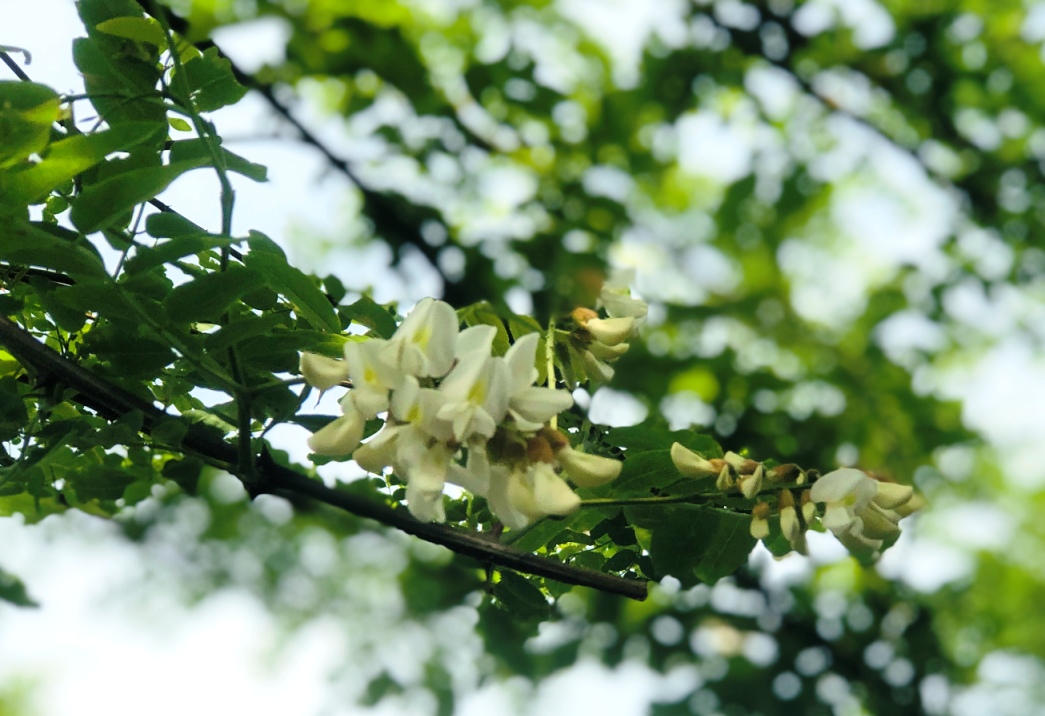 Copyright Terrier-kennel.ch (c) Terrier-kennel.ch