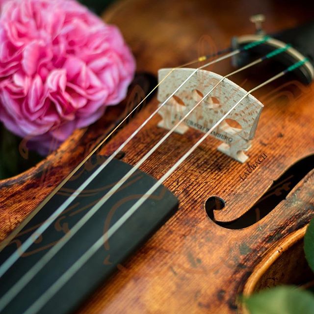 GOLD VIOLIN, VIOLA AND CELLO ROSIN Laubach violin