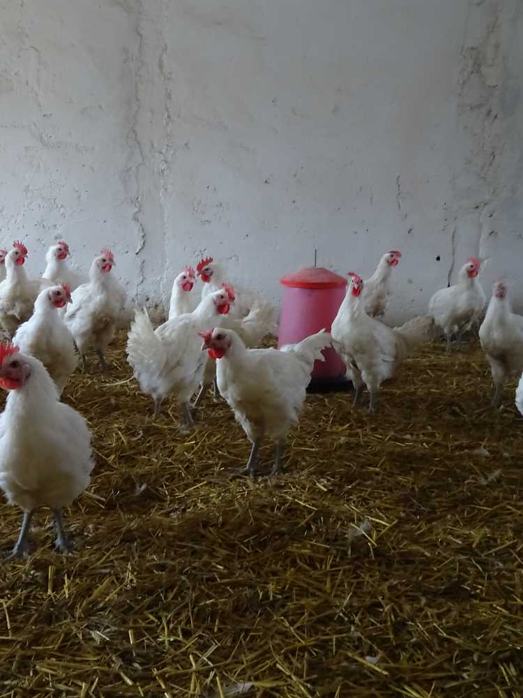 Brathähnchen