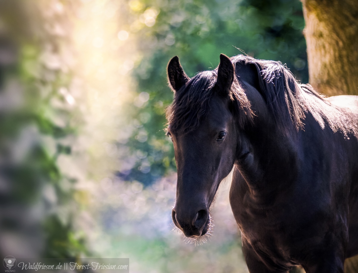 Hercules Anfang Juni 2019