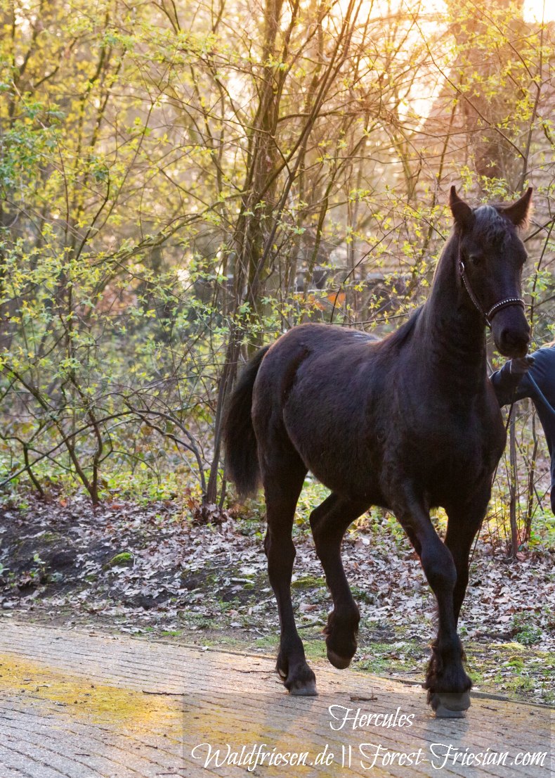 Hercules Anfang April 2019