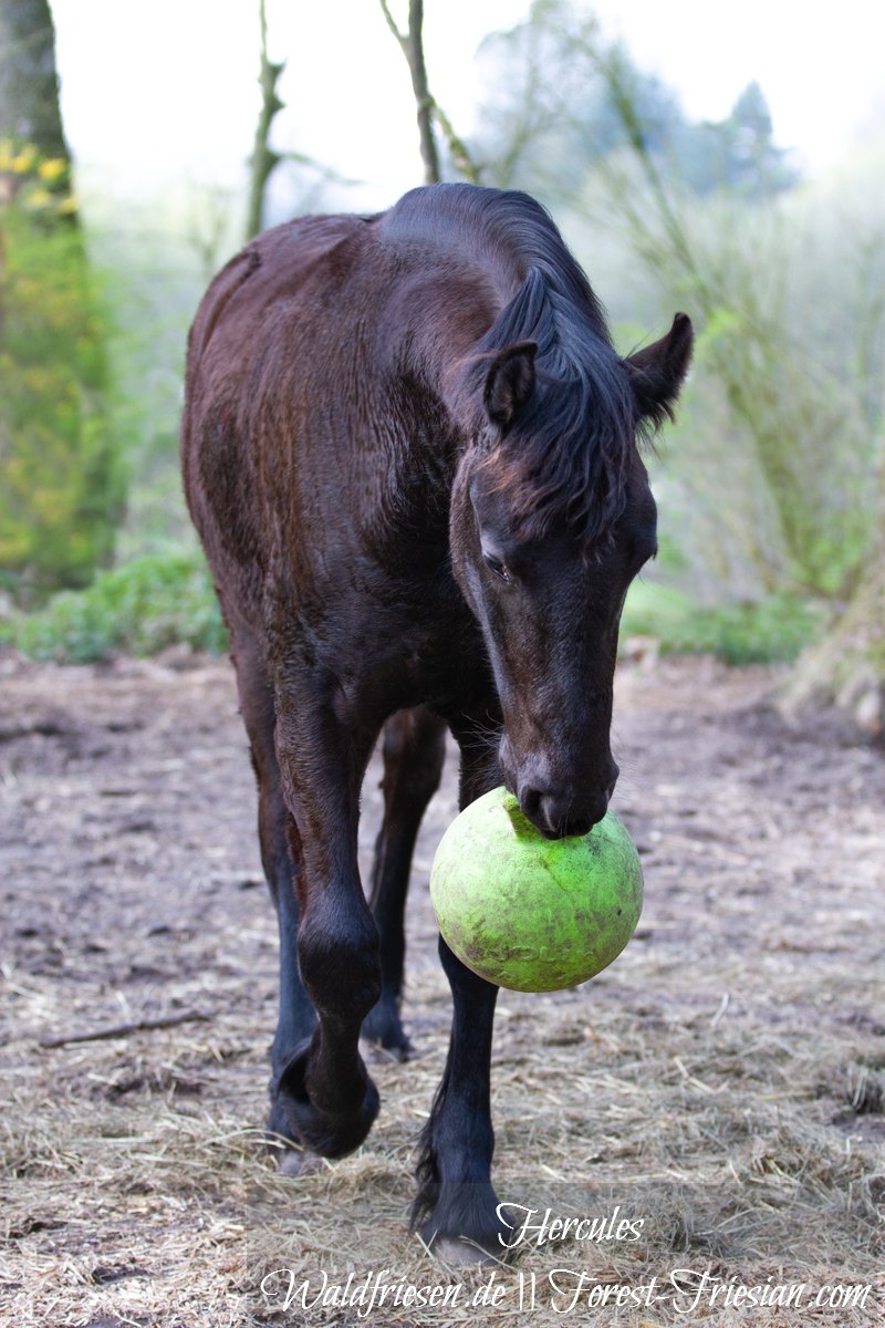 Hercules Anfang April 2019