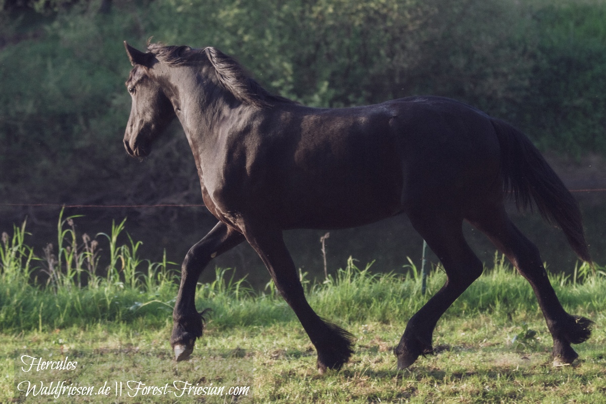 Hercules Anfang Juni 2019