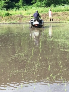 田植え機運転に緊張中