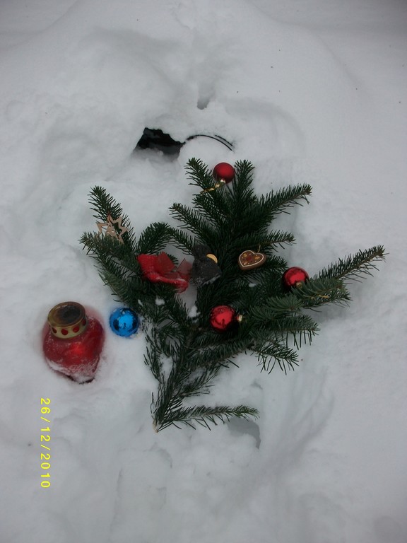 Weihnachten 2010...ein Tannenzweig unseres Weihnachtsbaums...