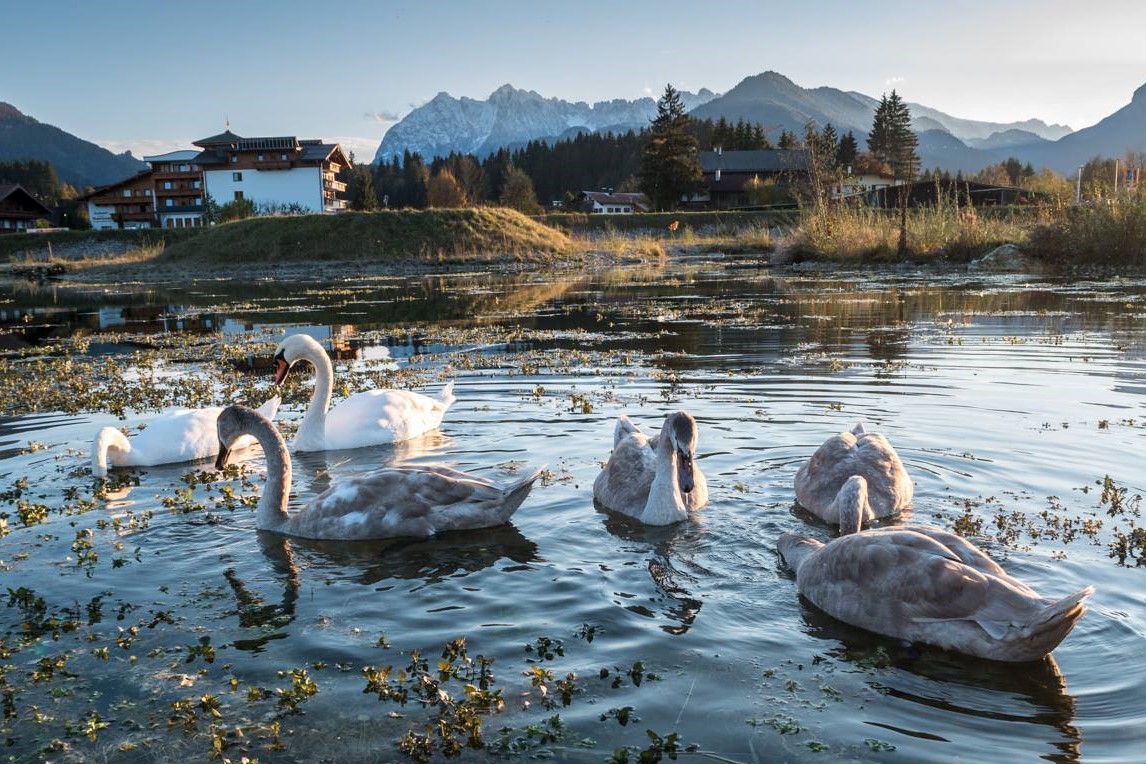 Lagune mit Schwänen hinter dem Hotel Waidachhof