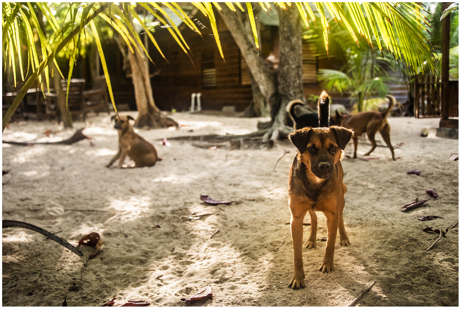 Ritchie und Rosie's Hunde