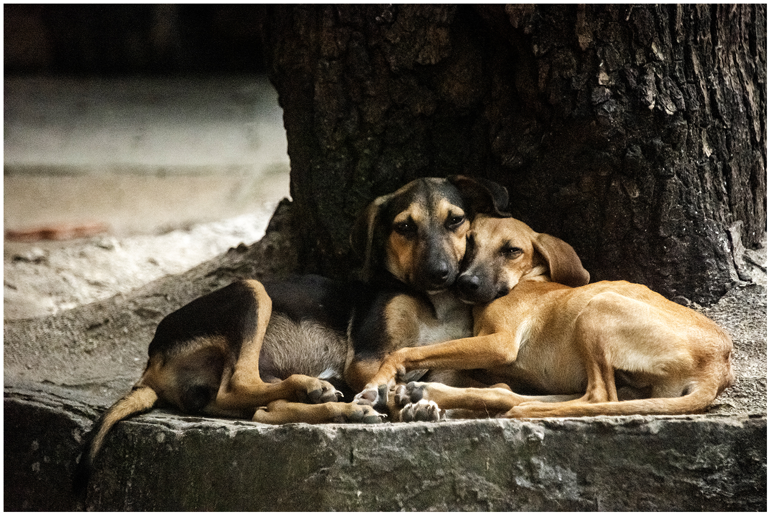 Ritchie und Rosie's Hunde