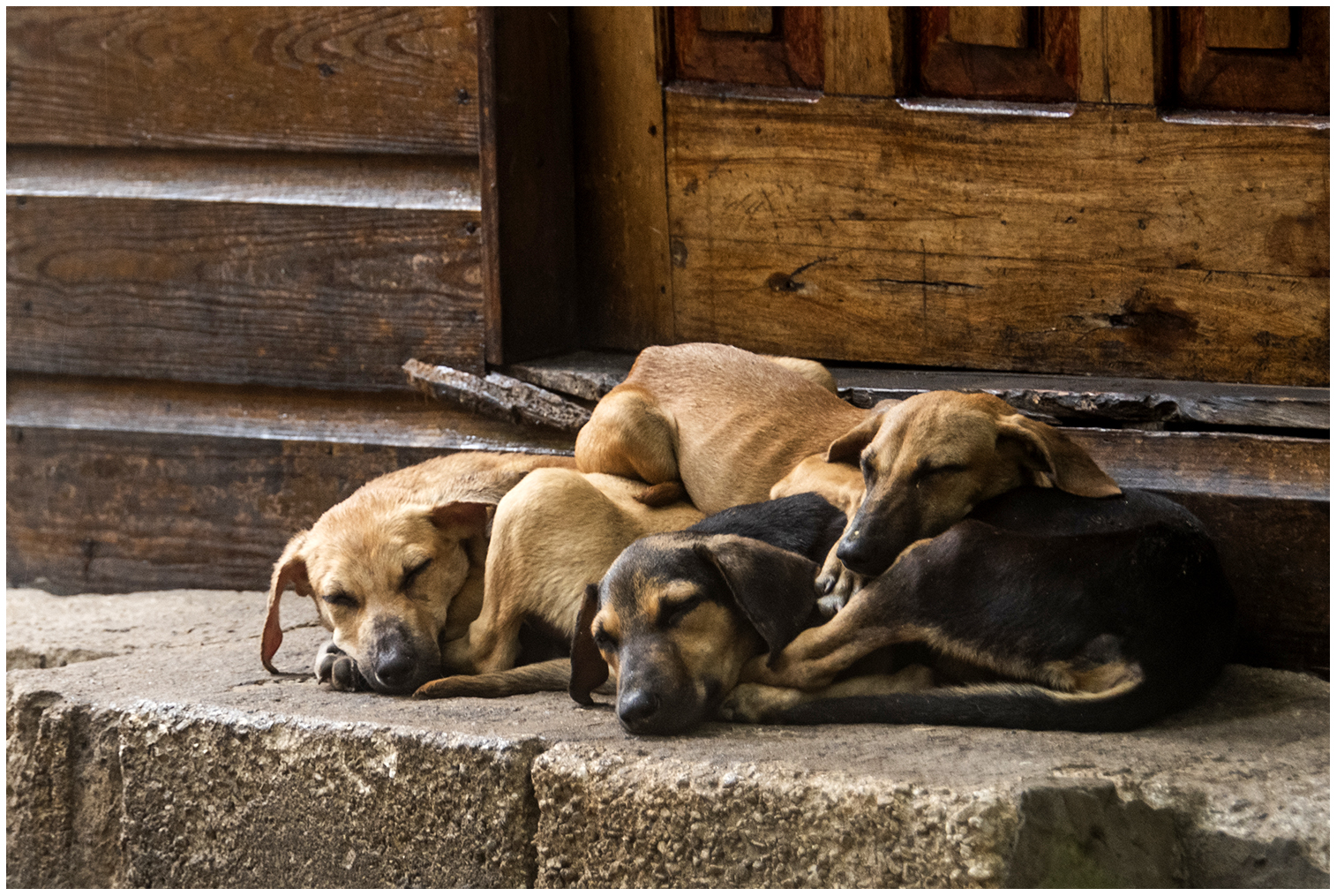 Ritchie und Rosie's Hunde