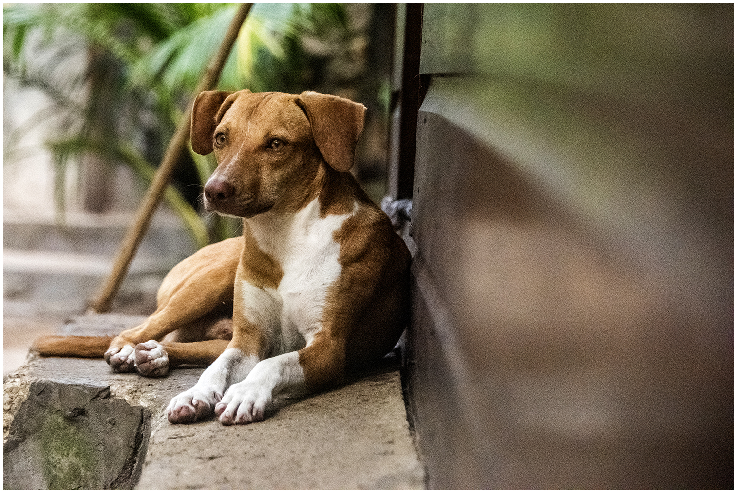 Ritchie und Rosie's Hunde