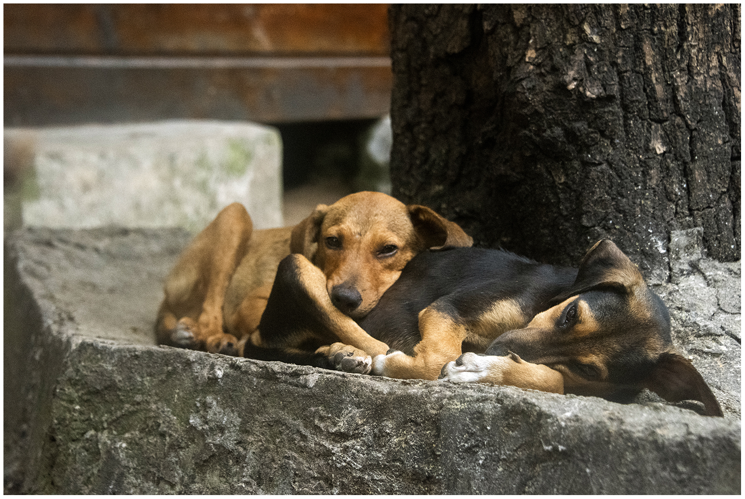 Ritchie und Rosie's Hunde