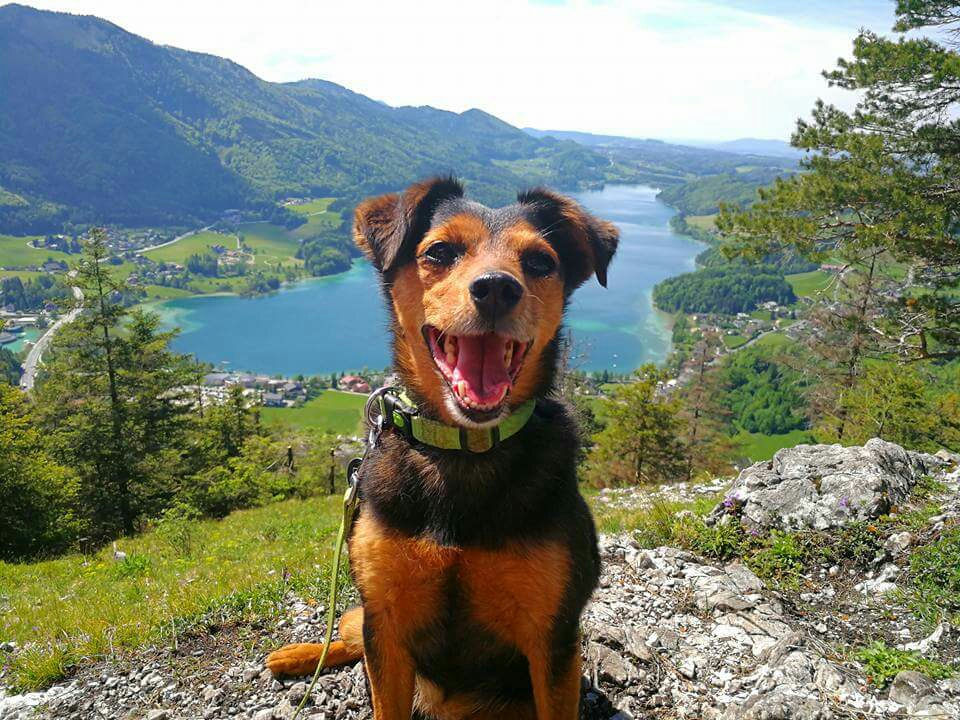 Jacky am Ellmaustein
