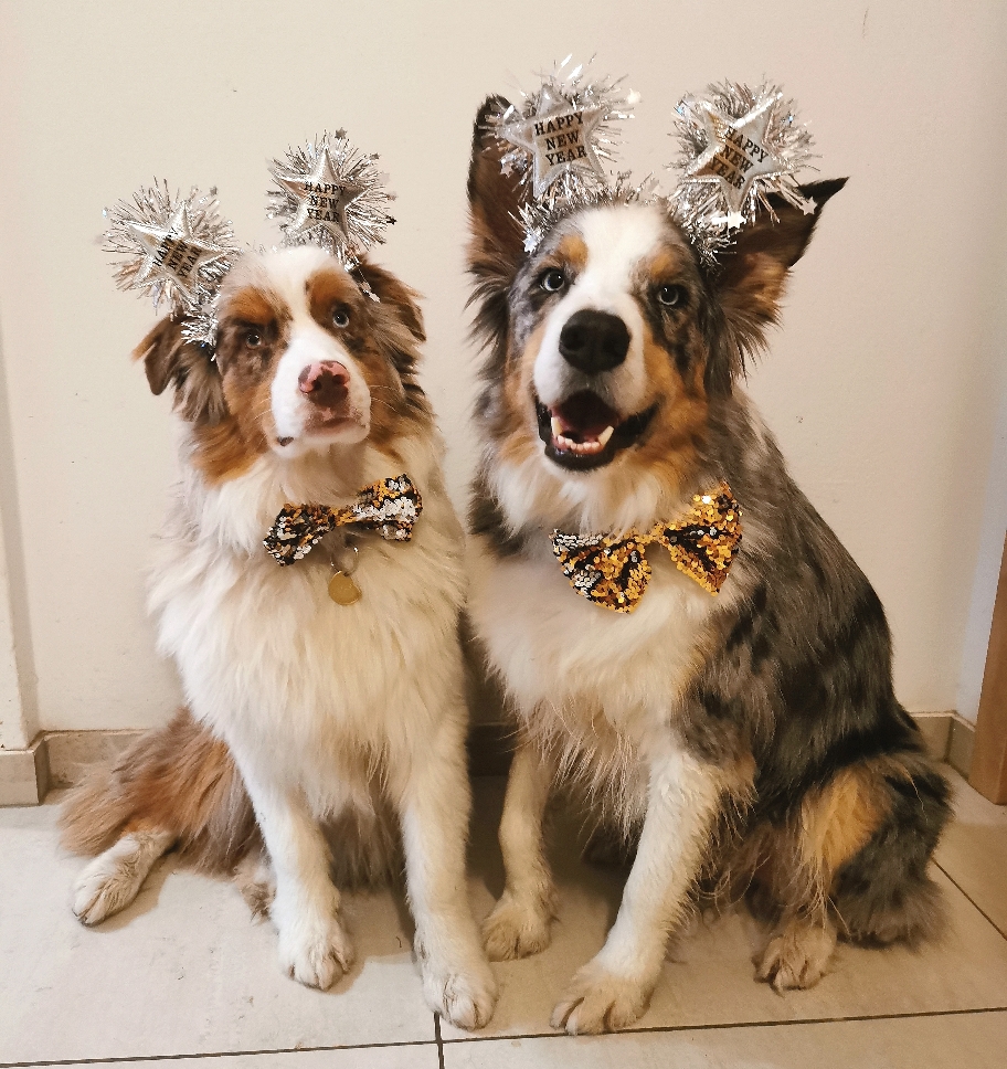 Marley & Sam unser Besheppertes Gastgeberteam 