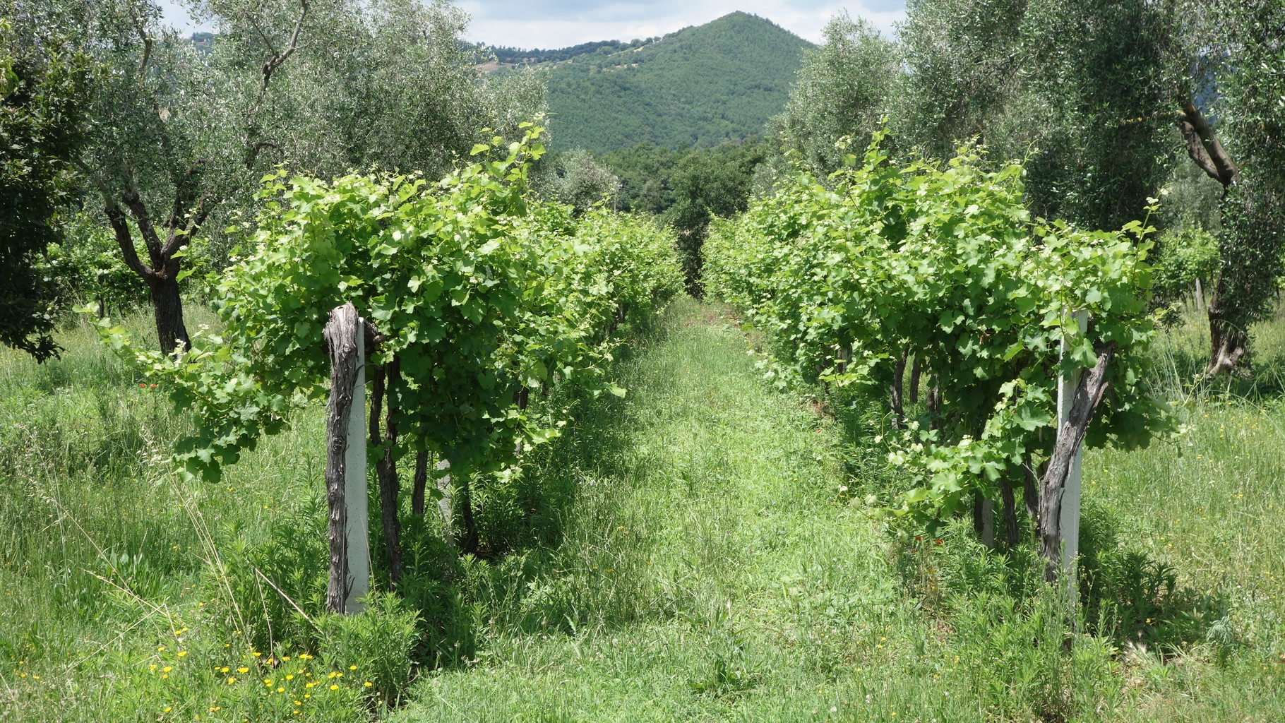 Spazierengehen durch die Weinplantagen