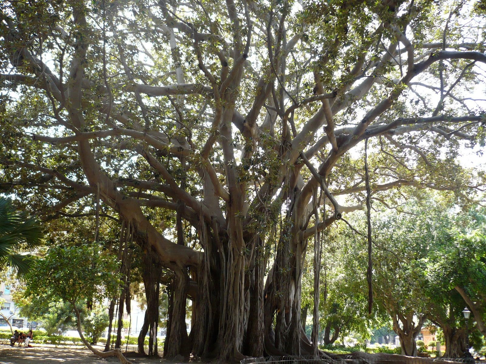 Der FICUS magnoiolides bildet Luftwurzeln, die in den Boden hinein wachsen