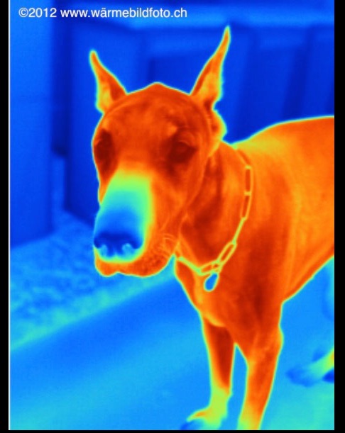 Thermografie für Tiere