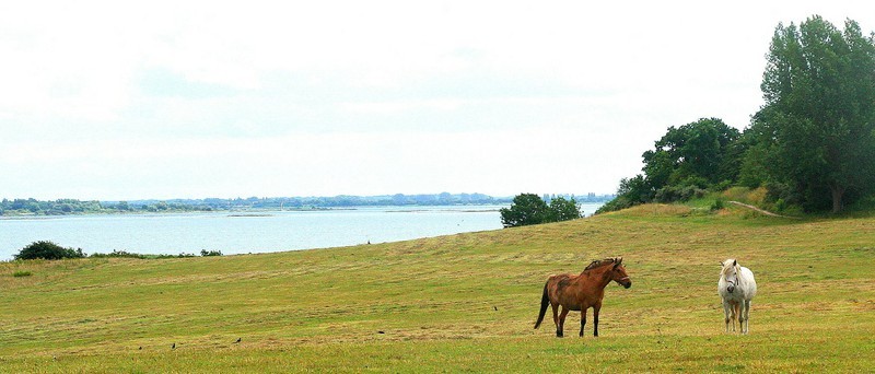 Hiddensee Grieber