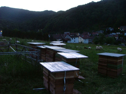 Abenddämmerung im Edelkastanienwald in der Pfalz