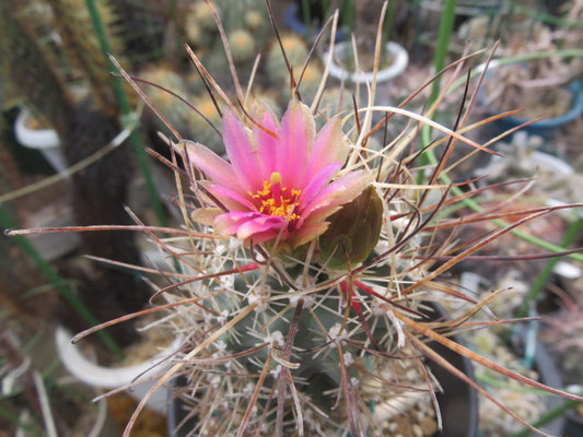 北米難物の部屋 - tephrocactus ページ！