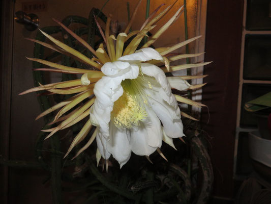花サボテンの部屋 - tephrocactus ページ! 花サボテンの部屋 - tephrocactus ページ!